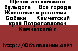 Щенок английского бульдога  - Все города Животные и растения » Собаки   . Камчатский край,Петропавловск-Камчатский г.